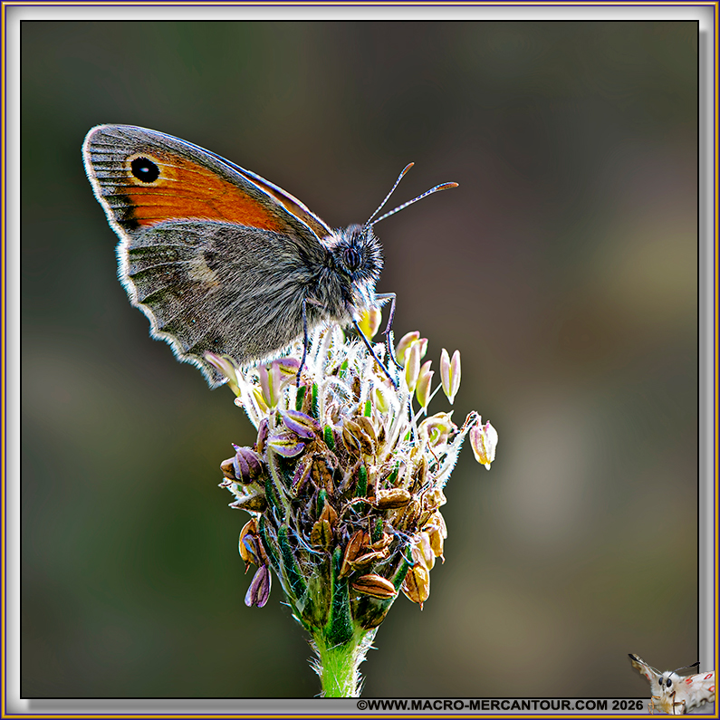 MYRTILS